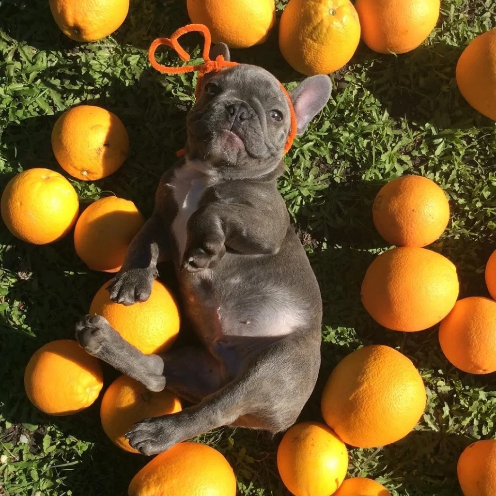 a FRENCHIE puppy sleeping in oranges