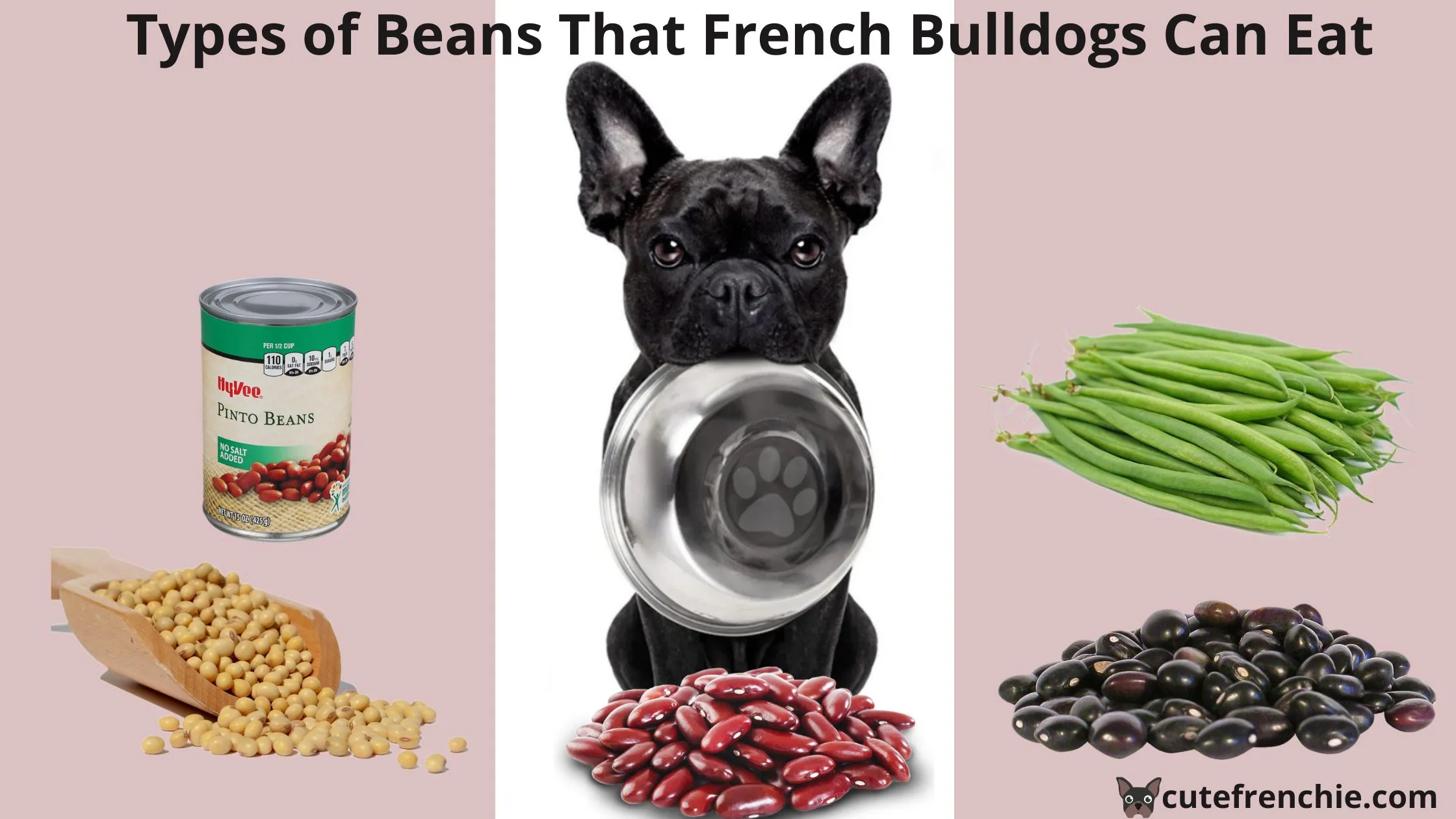 French Bulldogs and bowl and all types of Beans