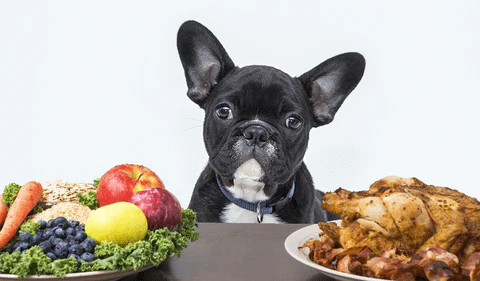 a brindle frenchie in front of a plat of chicken and fruit