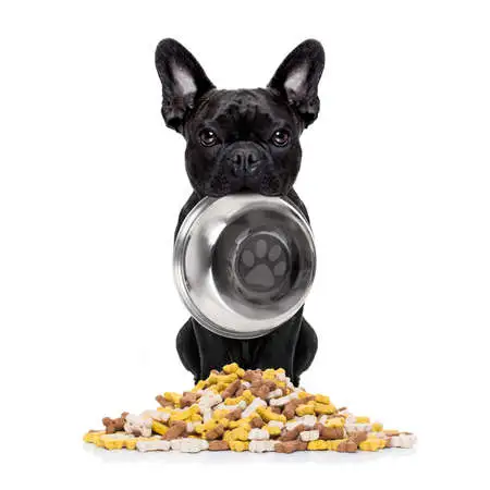 French Bulldog Dog Holding Bowl With Mouth