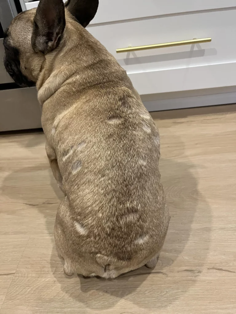 French bulldog skin scaled