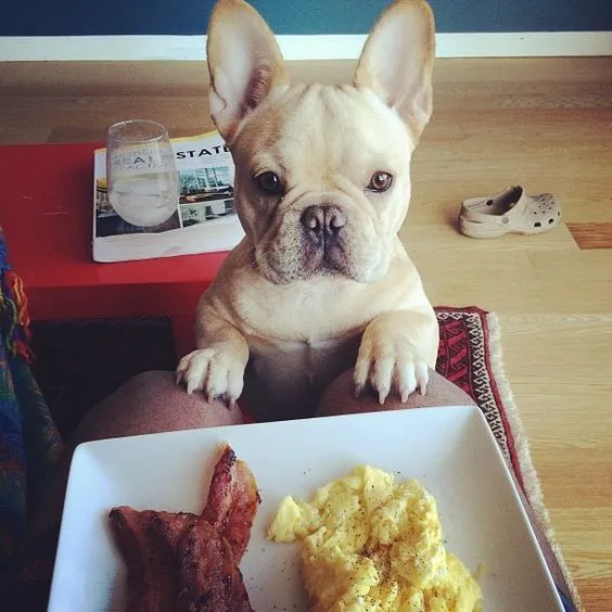 Frenchie puppy in front of scrambled egg plat