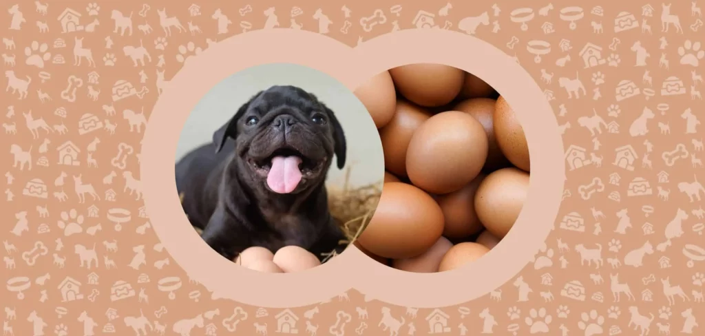 Flyer of puppy french bulldog and Eggs