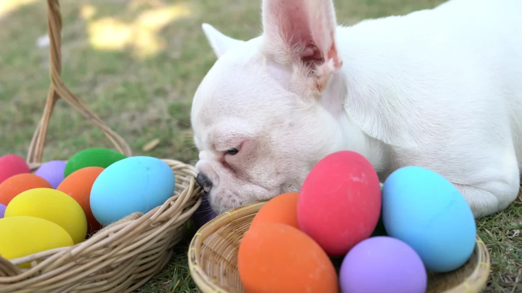 Easter eggs with french bulldog 