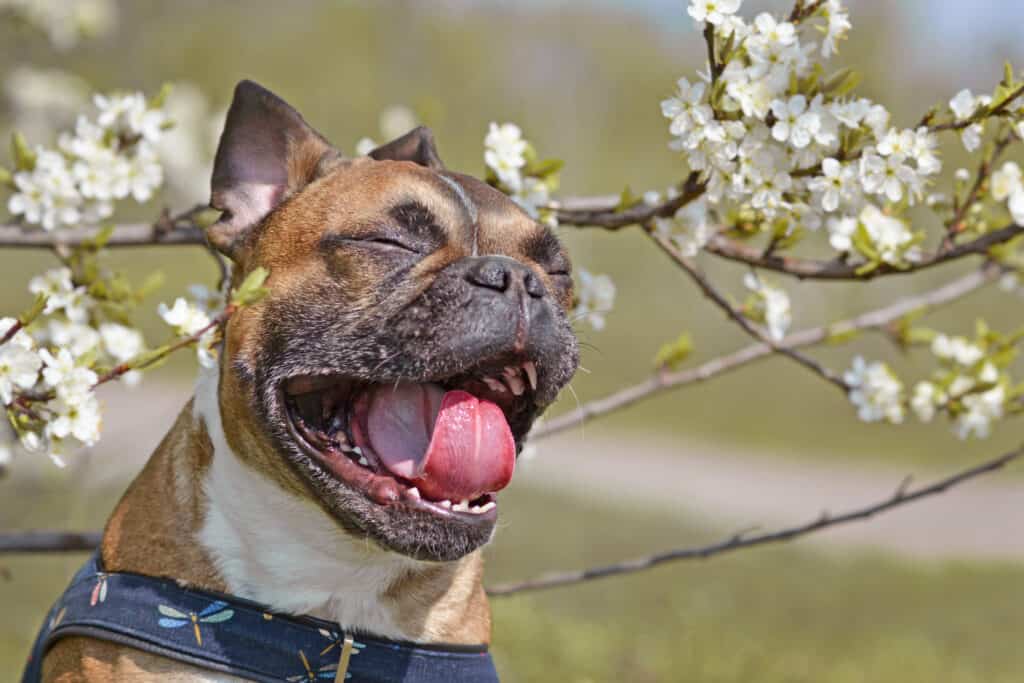 frenchie bulldog with plant