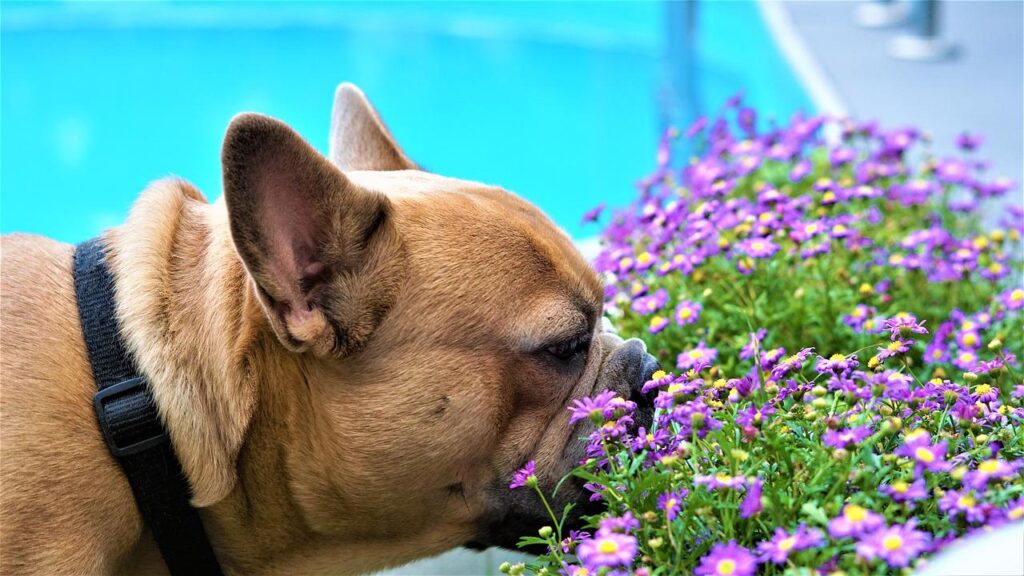 frenchie bulldog with plant