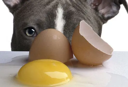 Frenchie with Raw eggs