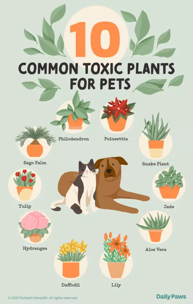 10 harmful plants for dogs